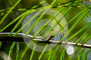 Snake (Chrysopelea ornata) on a tree