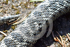 Snake close up. Vipera berus