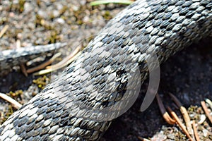 Snake close up. Vipera berus photo