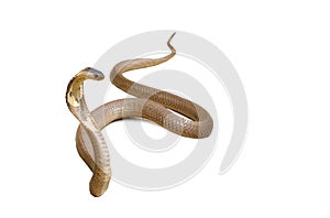 Snake Cobra