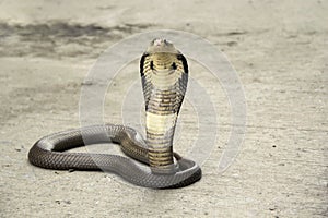 Snake Cobra