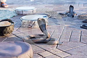 Snake Cobra Show photo