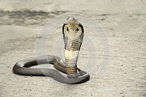 Snake Cobra photo