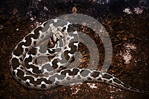 Snake coiled on ground