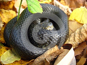 The snake coiled one in a ball