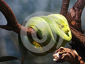 Snake coiled in a tree