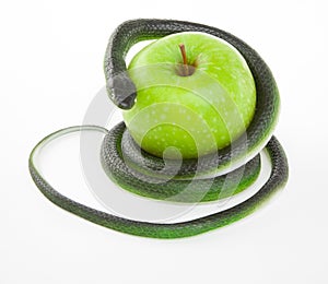 Snake coiling around an apple on a white photo