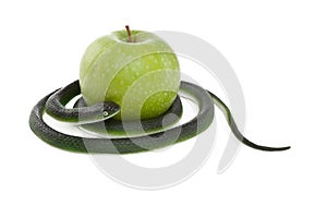 Snake coiling around a green apple photo