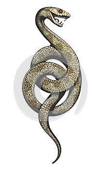 Snake Colorful Engraving Illustration isolated on white Background