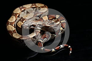 Common boa, Boa constrictor, isolated on black
