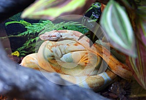 Snake common boa photo