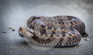 Snake, Common European Adder, Vipera berus