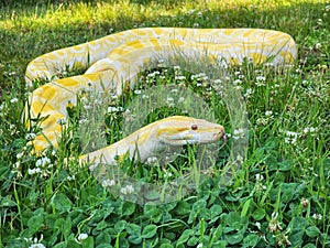 Snake constricter female