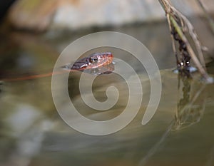 Snake cooling off in some water