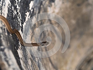 Snake Crawling on The Abstract Background