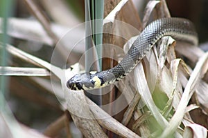 A snake crawling in the grass