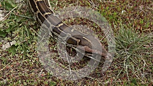 Snake crawling on the ground