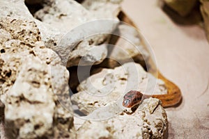 Snake crawling on a stone