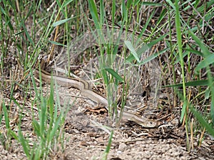Snake crawling through the undergrowth, ivars pond and vila sana, lerida, spain, europe