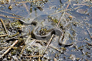 A snake crawling and wriggling in a swamp