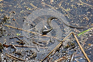 A snake crawling and wriggling in a swamp