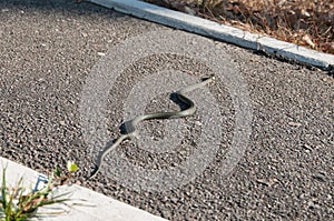 Snake creeps a foot path