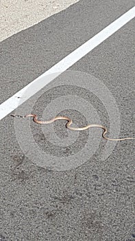 Snake Crossing Road Slithering on the Blacktop towards White Line