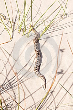 Snake Crosswalk crawling in the dunes