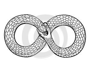 Snake curled in infinity ring. Ouroboros devouring