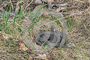 Snake is curled up in a ball and lies in the grass