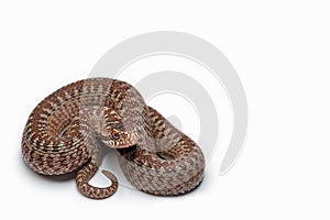 Snake, Cut Out, White Background, Water Snake, Garter Snake
