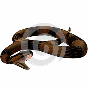 Snake-Death Adder photo