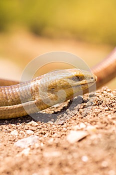 Snake diasease under the hot rays of the spring sun