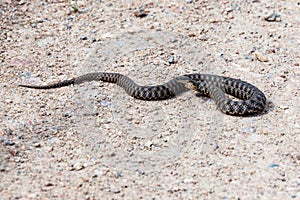 Snake on a dirt road