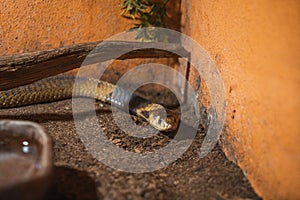 A snake with distinctive yellowish-brown and dark patterns on its scales is resting on dark, earthy ground photo
