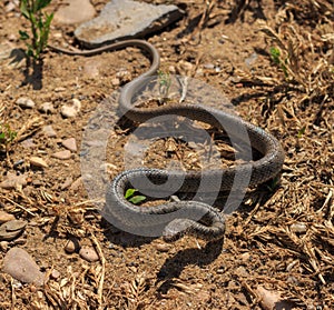 Snake Dolichophis caspius