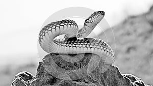 Snake (Dolichophis caspius).