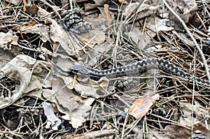 Snake in the dry grass