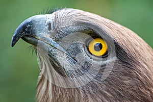 Snake Eagle