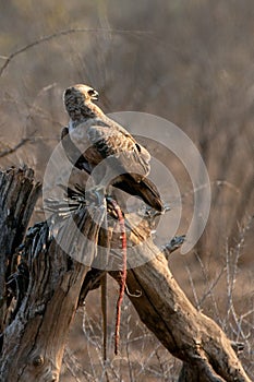 Snake eagle [circaetus gallicus] with killed snake in Krueger National Park South Africa