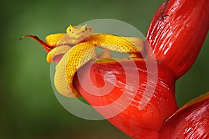 Snake from Ecuador. Bothriechis schlegeli, Yellow Eyelash Palm Pitviper, on the red wild flower. Wildlife scene from tropic forest