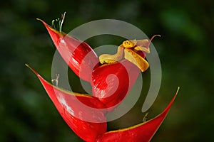Snake from Ecuador. Bothriechis schlegeli, Yellow Eyelash Palm Pitviper, on the red wild flower. Wildlife scene from tropic forest