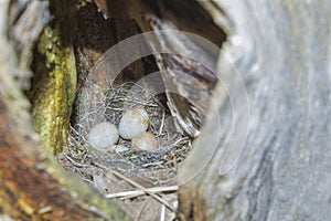 Snake egg-laying