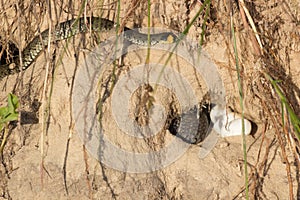 Snake eggs