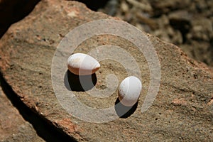 Snake eggs