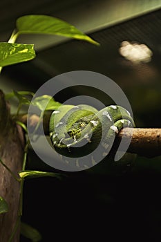 Snake - Emerald Tree Boa (Corallus Caninus)