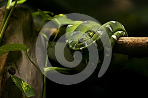 Snake - Emerald Tree Boa (Corallus Caninus)