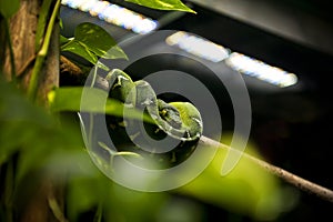 Snake - Emerald Tree Boa (Corallus Caninus)