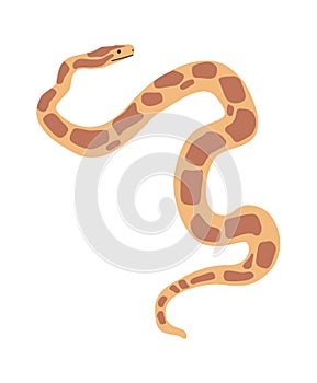 Snake exotic pet domesticated python