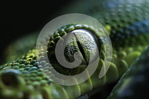 Snake eye